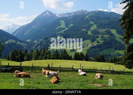 alpine cows grazing on a sunny summer day in the alpine valley in the Schladming-Dachstein region of the Austrian Alps (Steiermark or Styria, Austria) Stock Photo