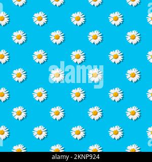 Chamomiles - Seamless floral pattern. White daisy flowers on sky blue background. Endless texture Stock Photo