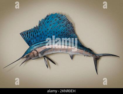 Blue black stripped Marlin Sailfish with large sail-like dorsal fin trophy mounted on a wall Stock Photo