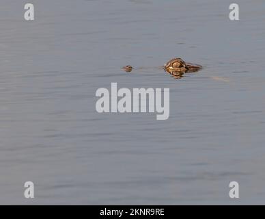 American Alligator Head sitting above the water in a swamp. Stock Photo