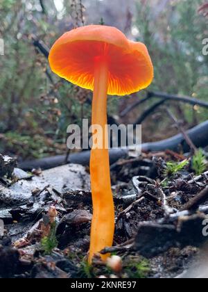 Waxcap, witch's hat, conical wax cap or conical slimy mushroom (caphygrocybe conica) on a forest floor. Stock Photo