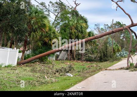 Fallen down big tree on power and communication lines after hurricane Ian in Florida. Consequences of natural disaster Stock Photo