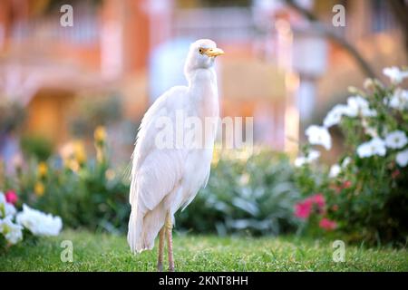 White cattle egret wild bird, also known as Bubulcus ibis walking on green lawn in summer Stock Photo