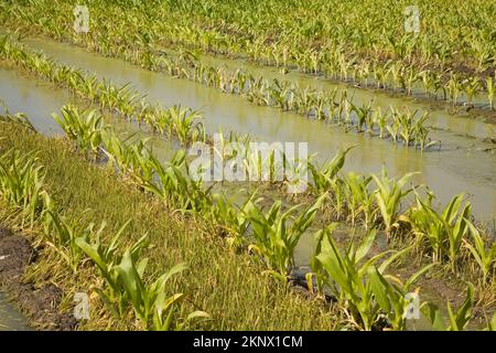 Zea mays - Corn field flooded with excess rain water due to effects of climate change. Stock Photo