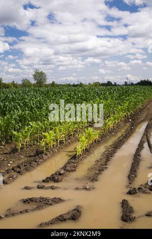 Zea mays - Corn field flooded with excess rain water due to effects of climate change. Stock Photo