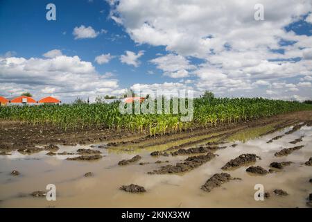 Zea mays - Corn field flooded with excess rain water due to effects of climate change. Stock Photo