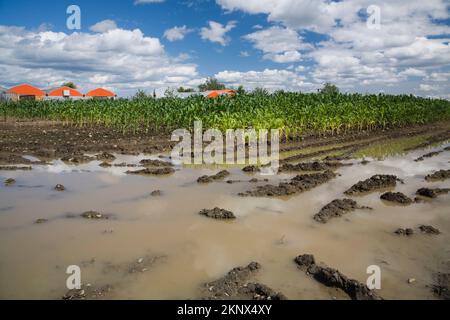 Zea mays - Corn field flooded with excess rain water due to effects of climate change. Stock Photo