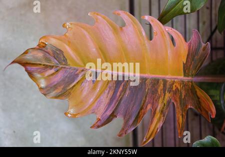 Stunning variegated leaf of Philodendron Caramel Marble, a rare tropical plant Stock Photo