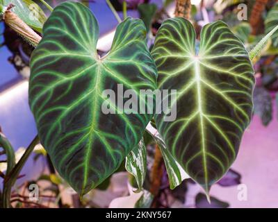 Two beautiful leaves of Philodendron Verrucosum dark form, a rare and popular houseplant Stock Photo