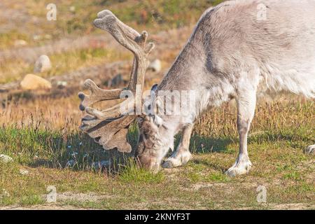 Reindeer Feeding on The Grasses in Longyearbyen, Norway Stock Photo