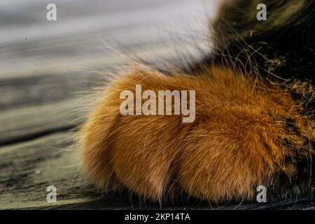 Close up of the paw of fluffy striped cat. Macro photography  Stock Photo