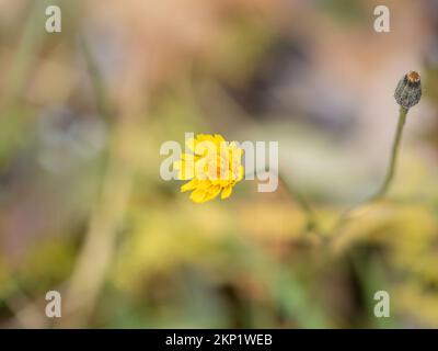 Meadow plant Hieracium pluricaule, family Asteraceae. Small yellow flowers on blurry background. Stock Photo