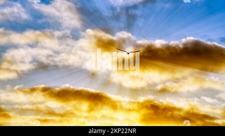 A Single Bird Silhouette Flying Towards The Colorful Cloudscape Sunset In High Resolution 16.9 Image Format Stock Photo