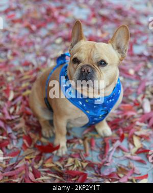 7-Year-Old red tan male French Bulldog sitting on sidewalk with colorful autumn leaves background. Stock Photo