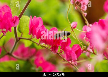 A bee collects nectar on pink flowers Stock Photo