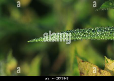 Raindrops on green long leaves Stock Photo