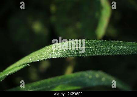 Raindrops on green long leaves Stock Photo