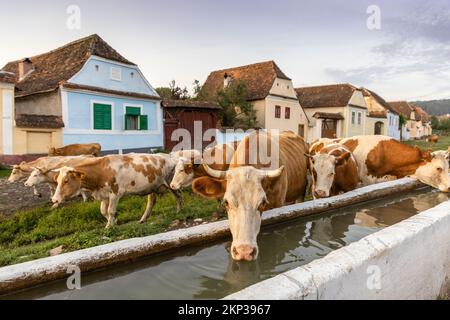 Viscri, charming Saxon village in Transylvania, Romania Stock Photo