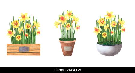 Set spring flowers daffodils bouquet in wood box and ceramic pot isolated on white background. Watercolor hand drawing illustration. Art for decoratio Stock Photo