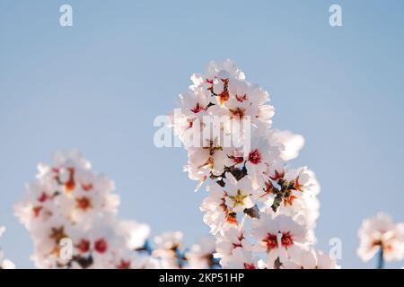 Blooming almond tree branches over the blue sky, spring blossom Stock Photo