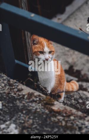A Domestic short-haired cat sitting on stone grunge stairs Stock Photo