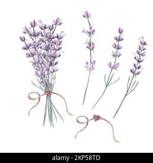 Lavander. Watercolor. Set. Illustration for clipart. Designed for menus, culinary blogs, packaging, textiles, web design, sites, stickers, invitations Stock Photo