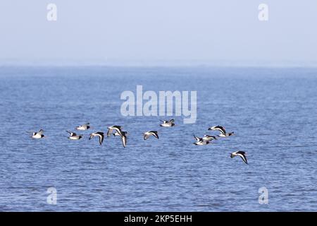 Oystercatchers [ Haematopus ostralegus ] flying over blue sea Stock Photo