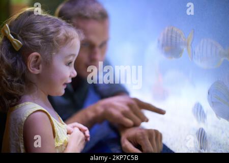 Shes focused on those fish. a little girl on an outing to the aquarium. Stock Photo