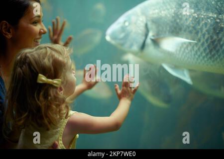 Shes focused on those fish. a little girl on an outing to the aquarium. Stock Photo