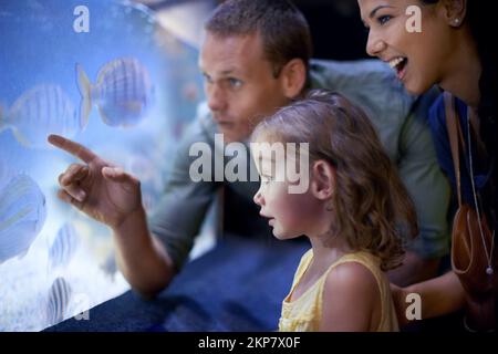 Shes focused on those fish. a little girl on an outing to the aquarium. Stock Photo