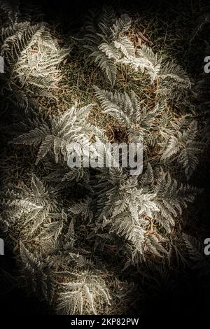 Cold white ice crystals on frozen winter plants in the dark of night. Frost ferns Stock Photo