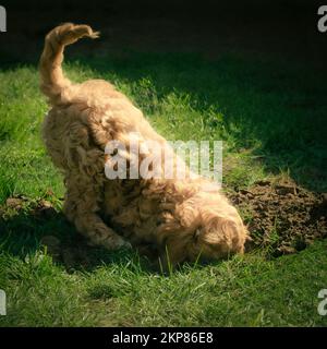 A closeup of a cute and fluffy cockapoo puppy digging the ground in a garden in sunny weather Stock Photo
