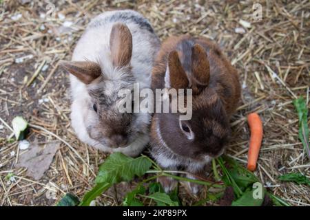 Lionhead rabbits and dwarf rabbits in garden enclosure, Stuttgart, Baden-Württemberg, Germany, Europe Stock Photo