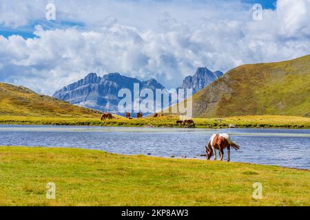 Group of horses grazing on the green pastures of the Spanish Pyrenees. Ibón del Escalar, Astún, Spain Stock Photo