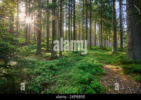 Coniferous forest, blueberry bush, sun, spring, Fichtelgebirge, Bavaria, Germany, Europe Stock Photo