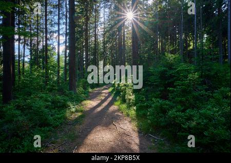 Coniferous forest, path, sun, spring, Fichtelgebirge, Bavaria, Germany, Europe Stock Photo