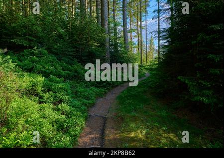 Coniferous forest, path, blueberry bush, spring, Fichtelgebirge, Bavaria, Germany, Europe Stock Photo
