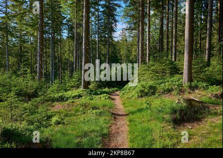 Coniferous forest, path, spring, Fichtelgebirge, Bavaria, Germany, Europe Stock Photo