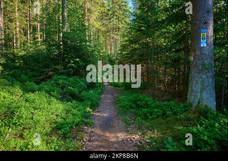 Coniferous forest, path, blueberry bush, spring, Fichtelgebirge, Bavaria, Germany, Europe Stock Photo
