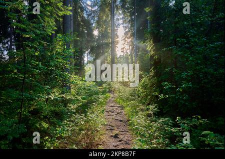 Coniferous forest, path, sun, haze, spring, Fichtelgebirge, Bavaria, Germany, Europe Stock Photo