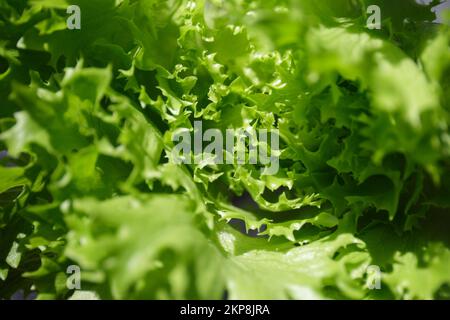 Green lettuce leaves. Fresh bunch of vegetable lettuce, top view Stock Photo