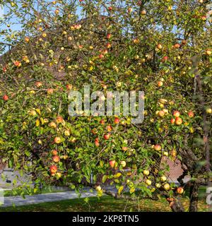 red and yellow ripe apples on tree in closeup Stock Photo