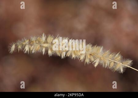 Spike of hairy melic (Melica ciliata), true grasses (Poaceae), Rhineland-Palatinate, Germany, Europe Stock Photo