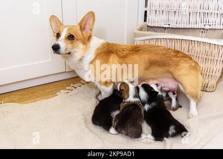 Mom dog breastfeeds little puppies Stock Photo