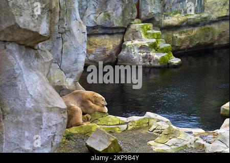 Resting polar bear, Zoo am Meer, Bremerhaven, Germany, Europe Stock Photo