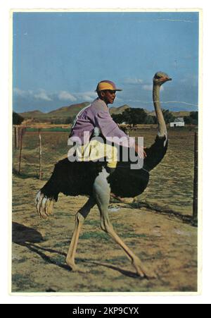 Original old fashioned 1960's  colour greetings postcard of a young man sitting on an ostrich, racing, 'The Winner' Ostrich Race at Highgate Farm, Oudtshoorn, Cape Province, South Africa - Oudtshoorn is known for its extensive ostrich farms and its ostrich feather industry.1967 Stock Photo