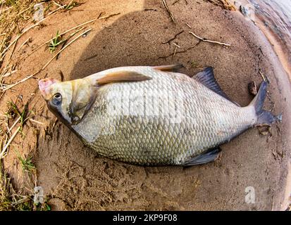 An enviable trophy of a fisherman with a fishing rod in a European river. Caspian bream (Abramis brama orientalis). The fisheye lens is used Stock Photo