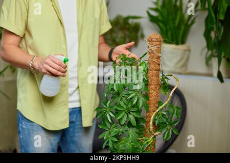 Man gardener spraying, watering Schefflera pot at home, taking care of houseplants, Greenery at home, love of plants, indoor cozy garden. Stock Photo