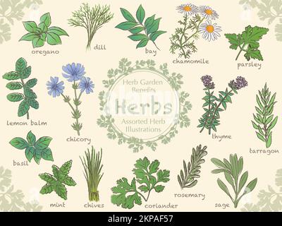 Set of various hand-drawn herbs isolated on a plain background. Vector illustration. Stock Vector