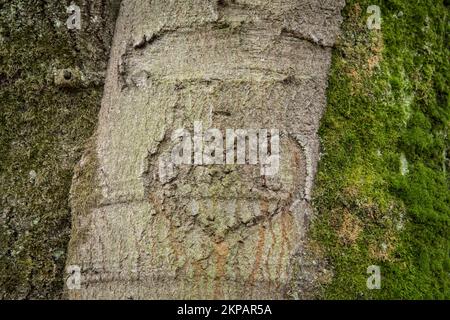 carved heart in the bark of a tree, Cologne, Germany. Herz in einer Rinde eines Baumes, Koeln, Deutschland. Stock Photo
